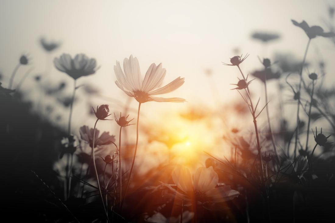 Image of a flower with sunset in the background